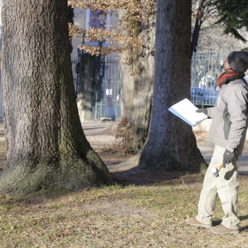 Pour le gestionnaire de patrimoine arboré, les collectivités