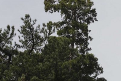Mesure du Séquoia géant au parc de la Pépinière à Gap